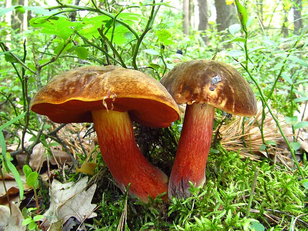 hríb zrnitohlúbikový Sutorius luridiformis (Rostk.) G. Wu & Zhu L. Yang