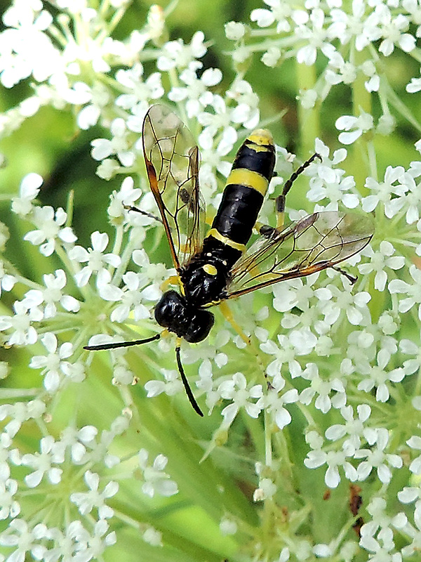 piliarka / pilatka Tenthredo amoena Gravenhorst, 1807