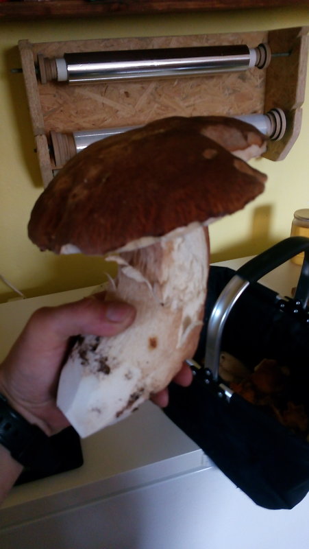 hríb dubový Boletus reticulatus Schaeff.