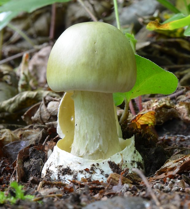 muchotrávka zelená Amanita phalloides (Vaill. ex Fr.) Link