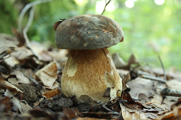 hríb bronzový Boletus aereus Bull. ex Fr.