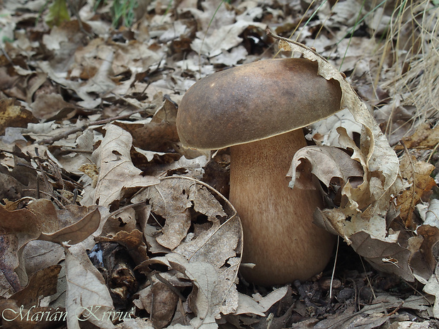 hríb bronzový Boletus aereus Bull. ex Fr.