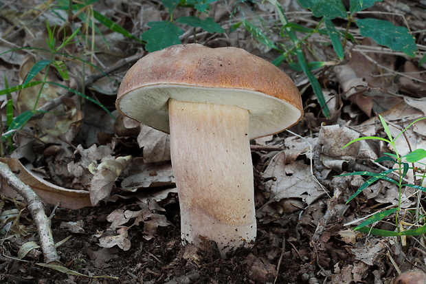 hríb dubový Boletus reticulatus Schaeff.