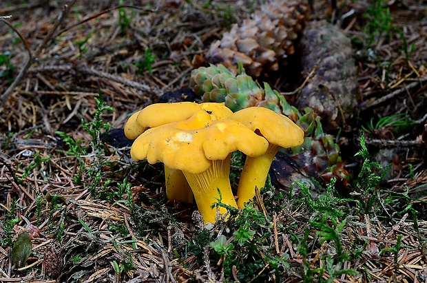 kuriatko jedlé Cantharellus cibarius Fr.