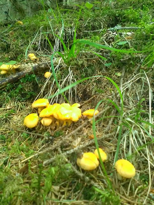 kuriatko Cantharellus sp.