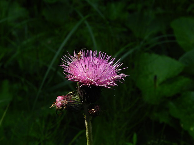 bodliak Carduus sp.