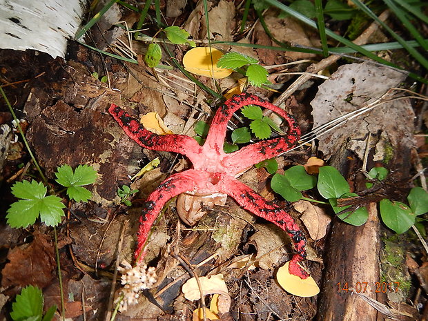 mrežovka kvetovitá Clathrus archeri (Berk.) Dring