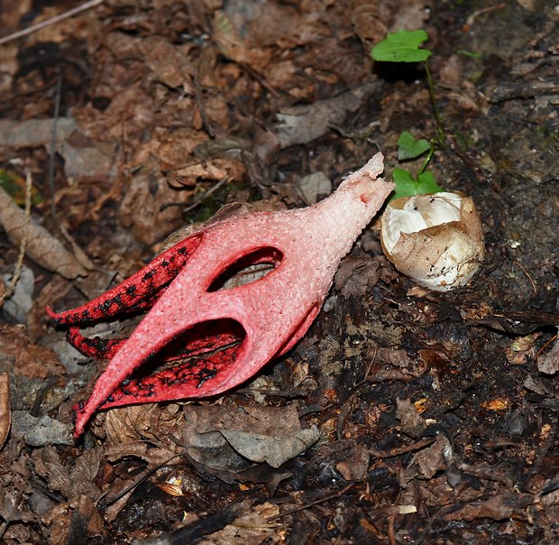 mrežovka kvetovitá Clathrus archeri (Berk.) Dring