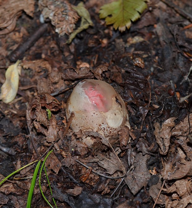 mrežovka kvetovitá Clathrus archeri (Berk.) Dring