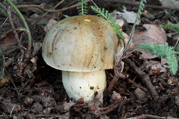 hríb plavý Hemileccinum impolitum (Fr.) Šutara