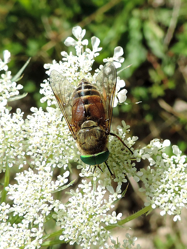 ovad ♂ Hybomitra montana Meigen, 1820