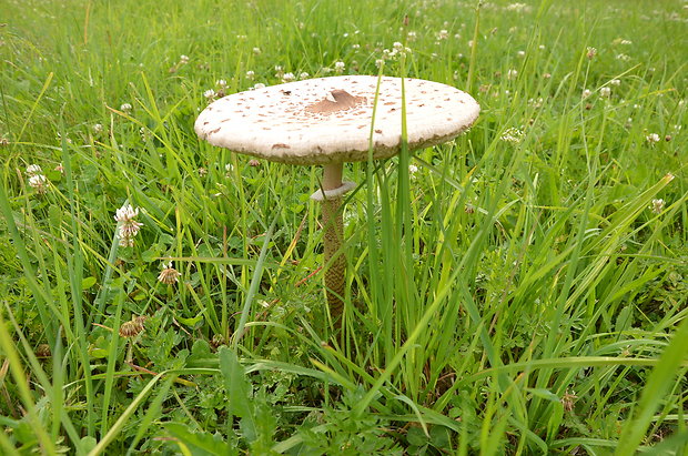 bedľa vysoká Macrolepiota procera (Scop.) Singer