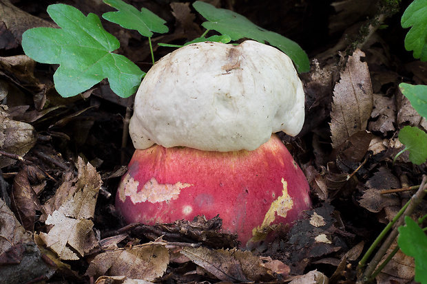 hríb satanský Rubroboletus satanas f. satanas (Lenz) Kuan Zhao & Zhu L. Yang