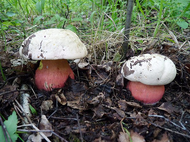 hríb satanský Rubroboletus satanas f. satanas (Lenz) Kuan Zhao & Zhu L. Yang