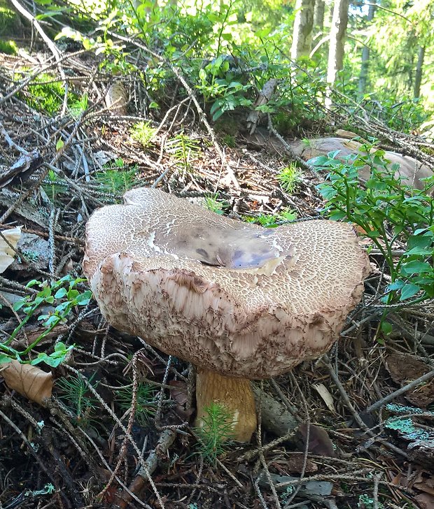 podhríb žlčový Tylopilus felleus (Bull.) P. Karst.