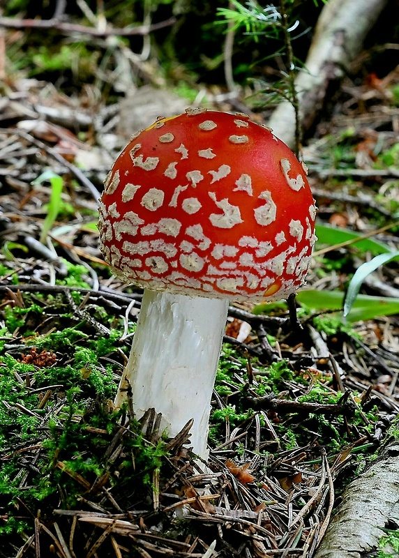 muchotrávka červená Amanita muscaria (L.) Lam.