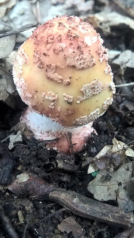 muchotrávka červenkastá Amanita rubescens Pers.