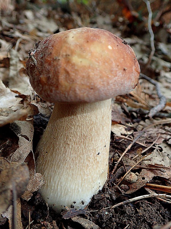 hríb dubový Boletus reticulatus Schaeff.