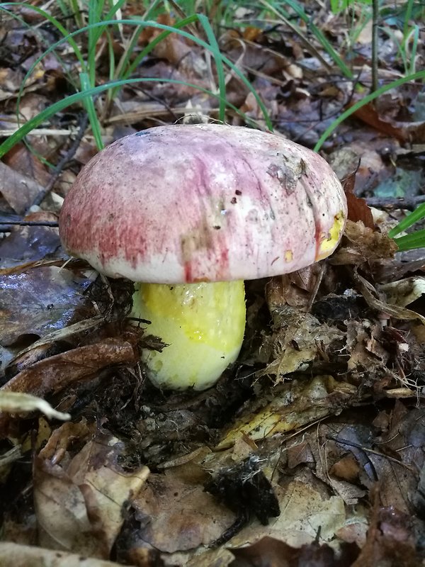 hríb kráľovský Butyriboletus regius (Krombh.) D. Arora & J.L. Frank