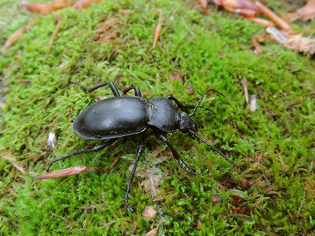 bystruška hladká / střevlík hladký Carabus (Oreocarabus) glabratus Paykull, 1790