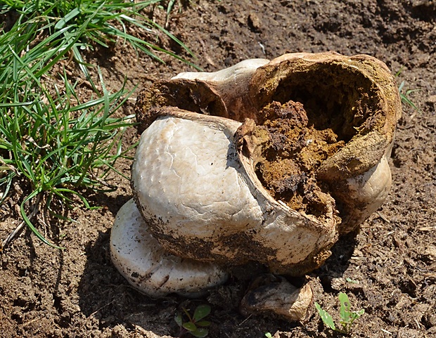 strieška bedľovitá Chlorophyllum agaricoides (Czern.) Vellinga