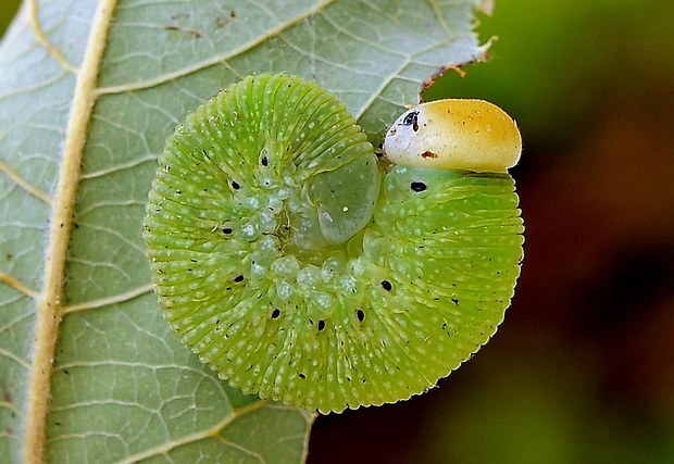 kyjačka vŕbová - larva Cimbex luteus