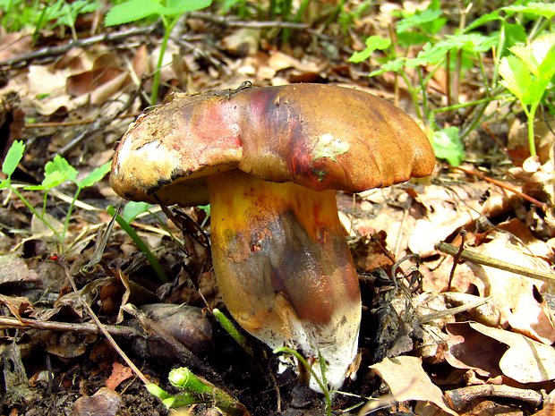 hríb modrejúci Cyanoboletus pulverulentus (Opat.) Gelardi, Vizzini & Simonini