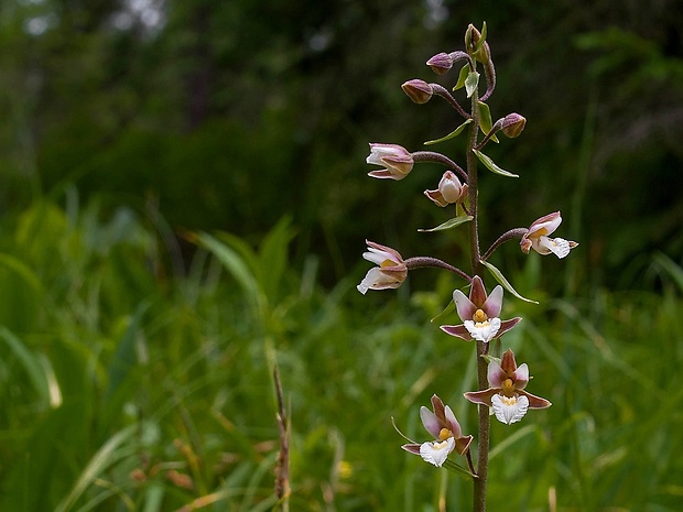 kruštík močiarny Epipactis palustris (L.) Crantz