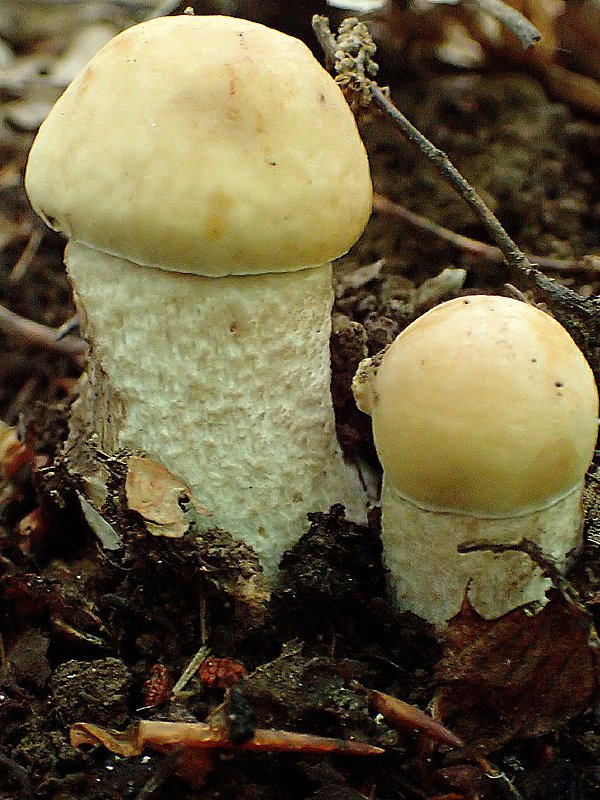 kozák žltopórový Leccinellum crocipodium (Letell.) Della Maggiora & Trassinelli