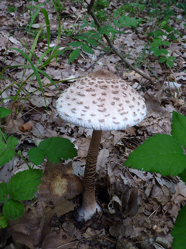 bedľa vysoká Macrolepiota procera (Scop.) Singer