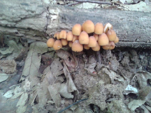 prilbička naklonená Mycena inclinata (Fr.) Quél.