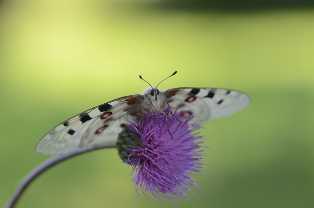 jasoň červenooký Parnassius apollo