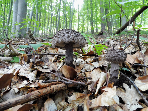 šiškovec šupinatý Strobilomyces strobilaceus (Scop.) Berk.