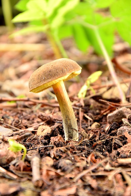 suchohríb uťatovýtrusný Xerocomellus porosporus (Imler ex Watling) Šutara