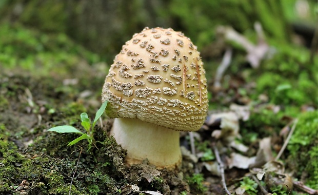 muchotrávka červenkastá Amanita rubescens Pers.