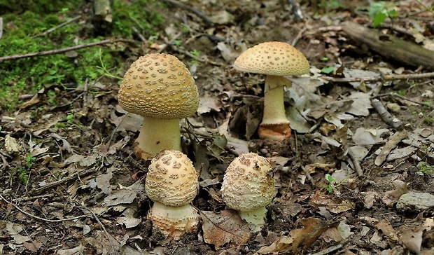 muchotrávka červenkastá Amanita rubescens Pers.