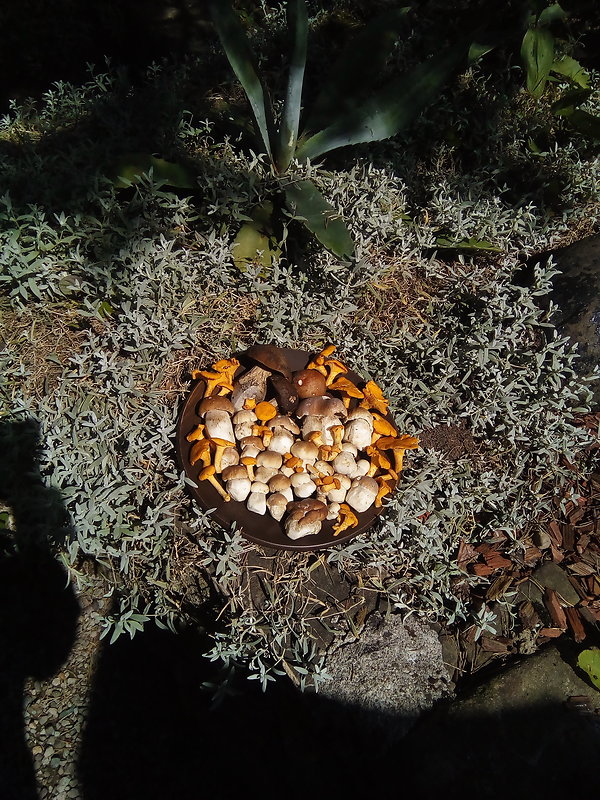 hríb smrekový Boletus edulis Bull.