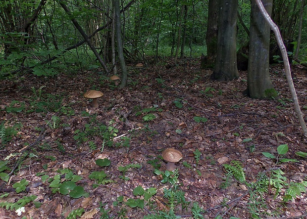 hríb dubový Boletus reticulatus Schaeff.