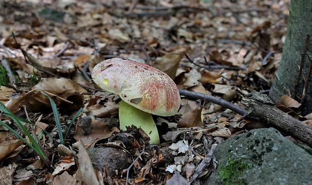 hríb kráľovský Butyriboletus regius (Krombh.) D. Arora & J.L. Frank