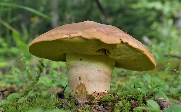 hríb horský ?? Butyriboletus subappendiculatus (Dermek, Lazebn. & J. Veselský) D. Arora & J.L. Frank