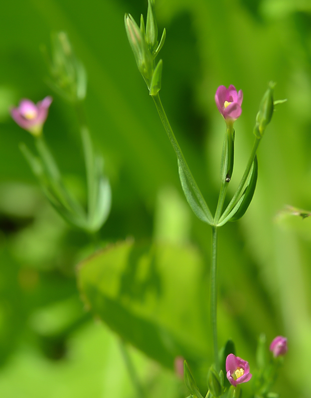 zemežlč spanilá Centaurium pulchellum (Sw.) Druce