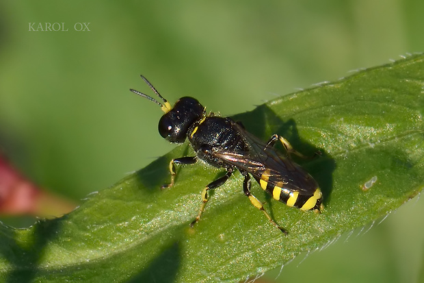 kutavka Ectemnius lapidarius