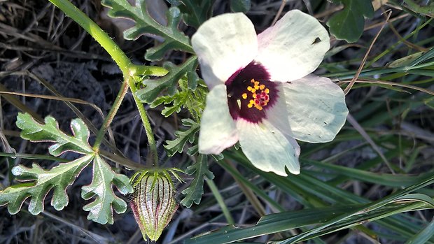 ibištek trojdielny Hibiscus trionum L.