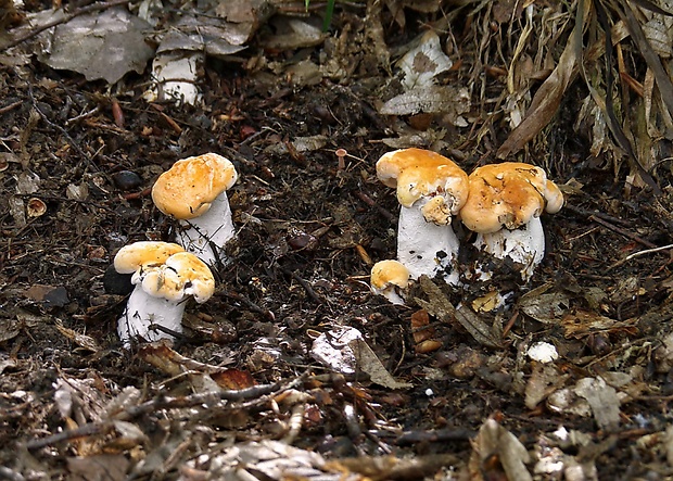 jelenka poprehýbaná Hydnum repandum L.