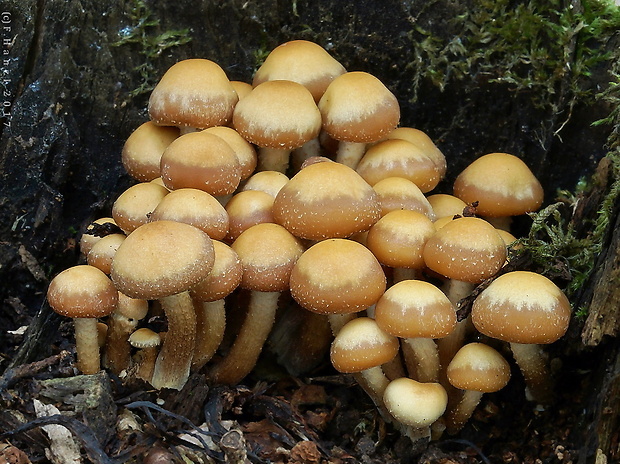 šupinačka menlivá Kuehneromyces mutabilis (Schaeff.) Singer & A.H. Sm.