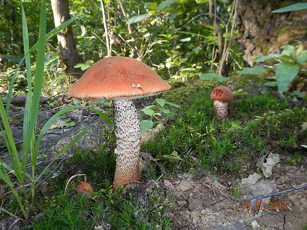 kozák osikový Leccinum albostipitatum den Bakker & Noordel.