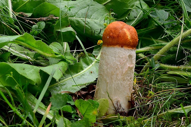 kozák osikový Leccinum albostipitatum den Bakker & Noordel.