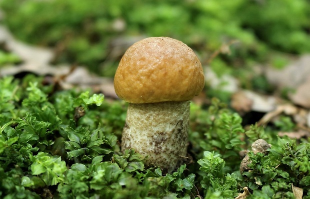 kozák hrabový Leccinum pseudoscabrum (Kallenb.) Šutara