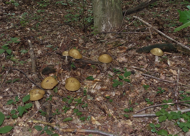 kozák hrabový Leccinum pseudoscabrum (Kallenb.) Šutara