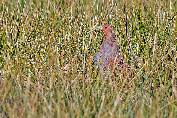 jarabica poľná  Perdix perdix